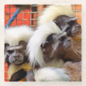 BAUMWOLLE - TOP TAMARIN MONKEYS GLASUNTERSETZER (Vorderseite)