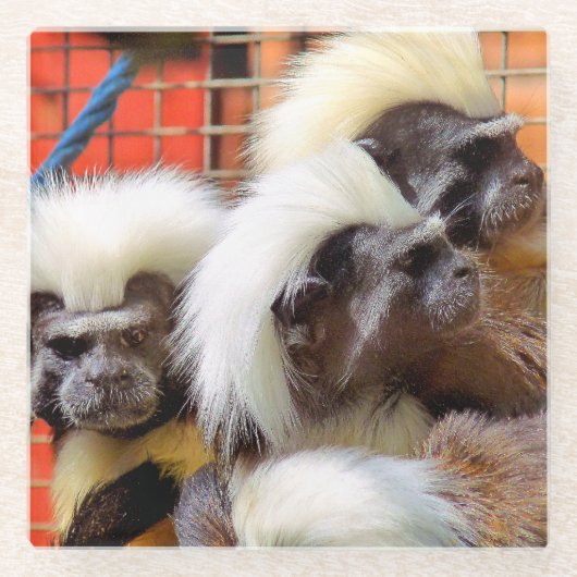 BAUMWOLLE - TOP TAMARIN MONKEYS GLASUNTERSETZER (Vorderseite)