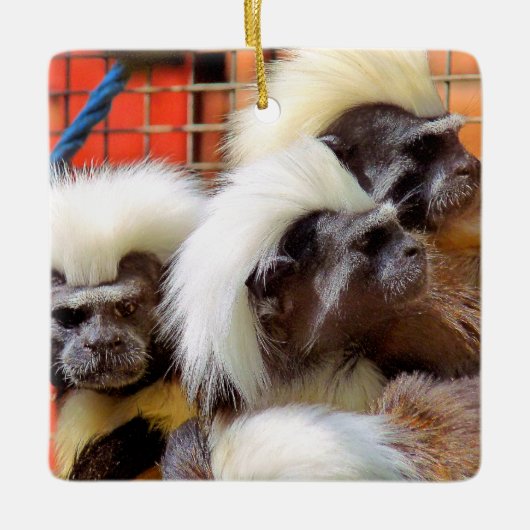 BAUMWOLLE - TOP TAMARIN MONKEYS KERAMIKORNAMENT (Vorderseite)