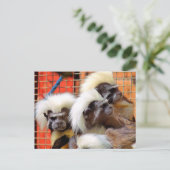 BAUMWOLLE - TOP TAMARIN MONKEYS POSTKARTE (Stehend Vorderseite)