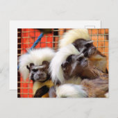 BAUMWOLLE - TOP TAMARIN MONKEYS POSTKARTE (Vorne/Hinten)