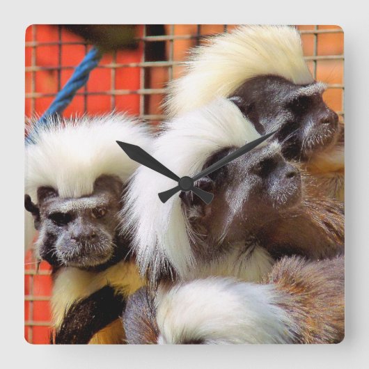 BAUMWOLLE - TOP TAMARIN MONKEYS QUADRATISCHE WANDUHR (Vorderseite)