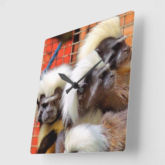 BAUMWOLLE - TOP TAMARIN MONKEYS QUADRATISCHE WANDUHR (Winkel)