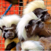 BAUMWOLLE - TOP TAMARIN MONKEYS SCHREIBTISCHUNTERLAGE