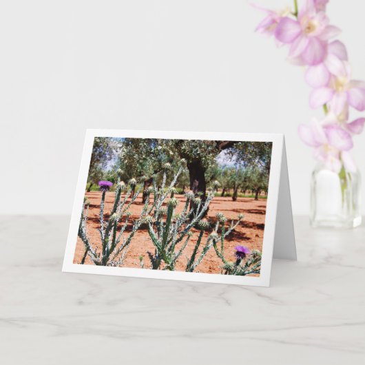 Baumwollfädel, Onopordum-Pflanze Karte (Orchidee)