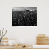 Baumwollfeld, in der Nähe von El Centro, 1966 Poster (Küche)