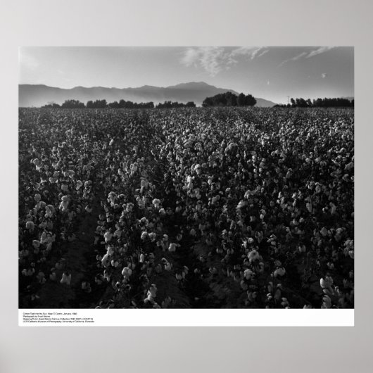 Baumwollfeld, in der Nähe von El Centro, 1966 Poster (Vorne)