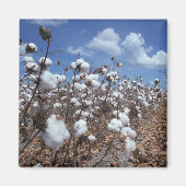 Baumwollfeld Magnet (Vorne)