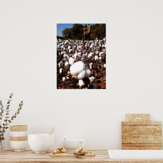 Baumwollfeld - Murfreesboro, Tennessee Poster (Küche)