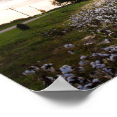 Baumwollfeld Poster (Ecke)