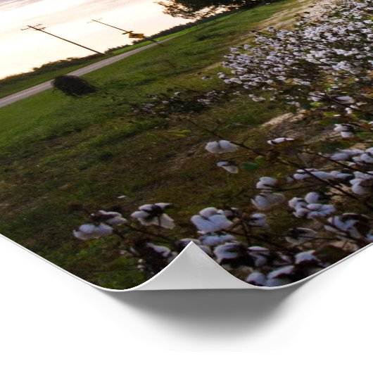 Baumwollfeld Poster (Ecke)