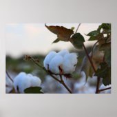 Baumwollfeld-Poster Poster (Vorne)