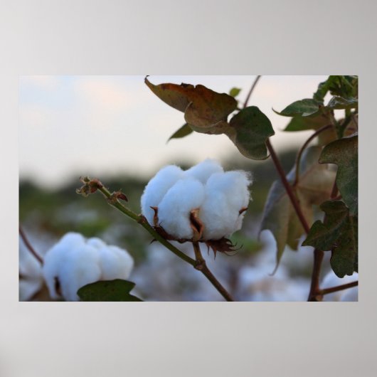 Baumwollfeld-Poster Poster (Vorne)