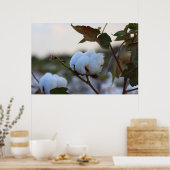 Baumwollfeld-Poster Poster (Küche)