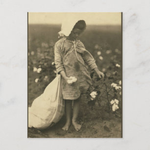 Baumwollfeld Postkarte