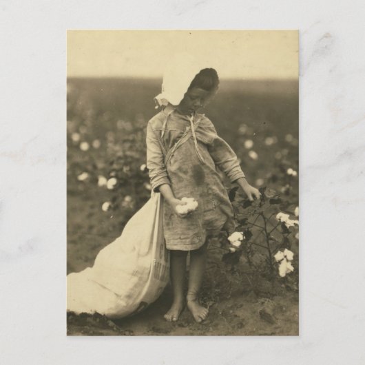 Baumwollfeld Postkarte (Vorderseite)