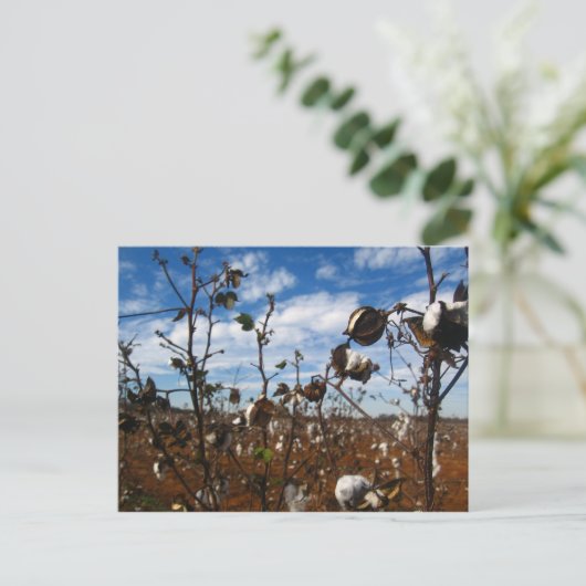 Baumwollfeld Postkarte (Stehend Vorderseite)