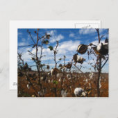 Baumwollfeld Postkarte (Vorne/Hinten)