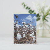 Baumwollfeld Postkarte (Stehend Vorderseite)