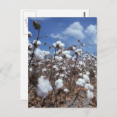 Baumwollfeld Postkarte (Vorne/Hinten)