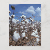 Baumwollfeld Postkarte (Vorderseite)
