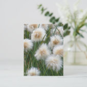 Baumwollgras (Eriophorum russeolum) Postkarte (Stehend Vorderseite)