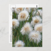 Baumwollgras (Eriophorum russeolum) Postkarte (Vorne/Hinten)