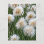 Baumwollgras (Eriophorum russeolum) Postkarte (Vorderseite)
