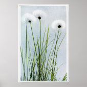 Baumwollgras Poster (Vorne)
