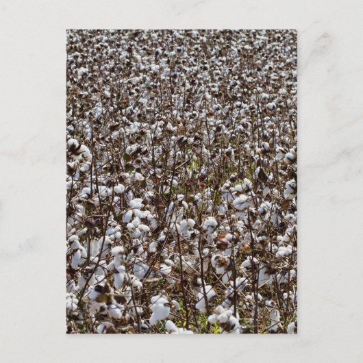 Baumwollpflanzenfeld Postkarte (Vorderseite)