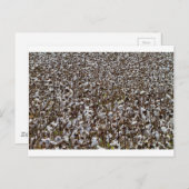 Baumwollpflanzenfeld Postkarte (Vorne/Hinten)