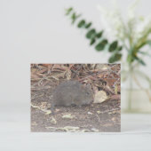 BaumwollRat Postkarte (Stehend Vorderseite)