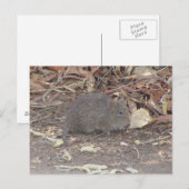 BaumwollRat Postkarte (Vorne/Hinten)