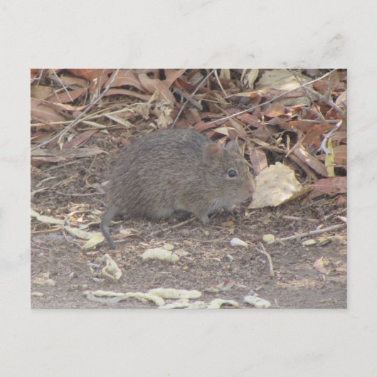 BaumwollRat Postkarte (Vorderseite)