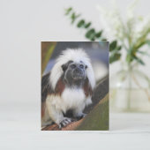 Baumwolltamarin Postkarte (Stehend Vorderseite)