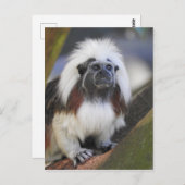 Baumwolltamarin Postkarte (Vorne/Hinten)