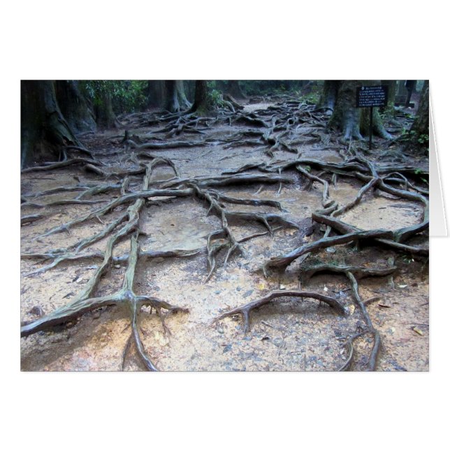 Baumwurzeln auf dem Berg Kurama (Vorderseite (Horizontal))