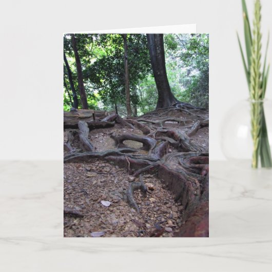 Baumwurzeln auf Mt. Kurama Karte (Vorderseite)