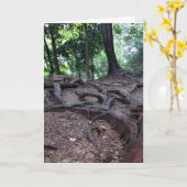 Baumwurzeln auf Mt. Kurama Karte (Gelbe Blume)