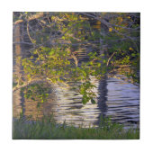 Baumzweige, Sonnenlicht, Reflexion Fliese (Vorderseite)