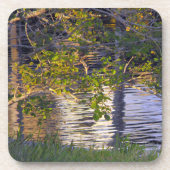 Baumzweige, Sonnenlicht, Reflexion Untersetzer (Vorderseite)