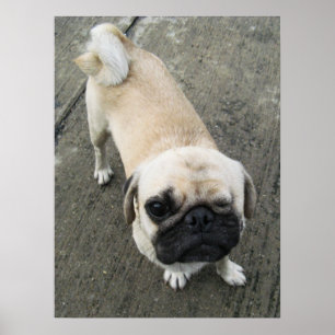 Bauwk ... Mops Hund ... か い い 犬 わ Poster