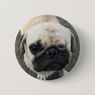 Bauwk… Mops-Hund… Thailand Button
