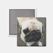 Bauwk ... Soi Dog, Thailand Magnet (Vorderseite/Rückseite)