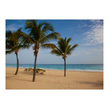 Bavaro Beach, Kokospalmen der Dominikanischen Repu