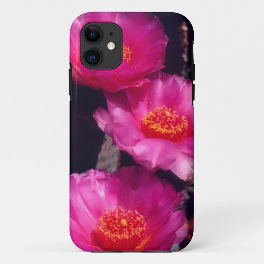 Bavertail-Kakteen Blume 2 Case-Mate iPhone Hülle (Rückseite)