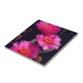 Bavertail-Kakteen Blume 2 Fliese (Seite)