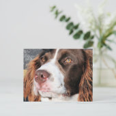 Baxter - English Springer Spaniel Foto-06 Postkarte (Stehend Vorderseite)