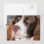 Baxter - English Springer Spaniel Foto-06 Postkarte (Vorne/Hinten)