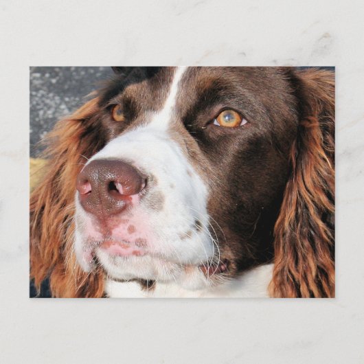 Baxter - English Springer Spaniel Foto-06 Postkarte (Vorderseite)